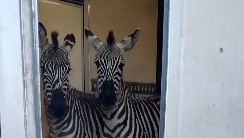 Sınırda Durdurulan Minibüste Hayvan Kaçakçılığı: 2 Zebra, 6 Maymun, Antilop ve Kuğu!
