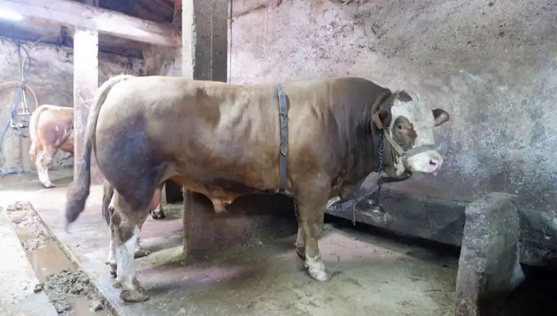 Tam 1 Ton 200 Kilo! Dünyanın En Değerli Eşyası Alıcısını Buldu