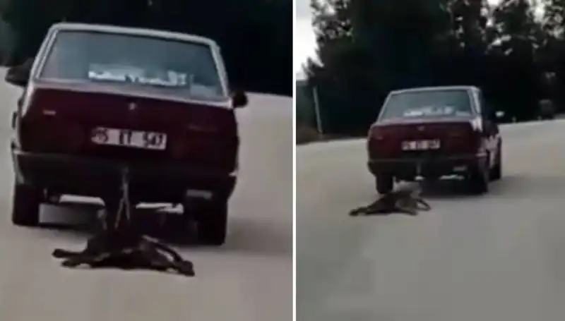 Otomobilin Arkasına Bağladığı Köpeği Sürüklendi: Hayvanseverler Ayaklandı!