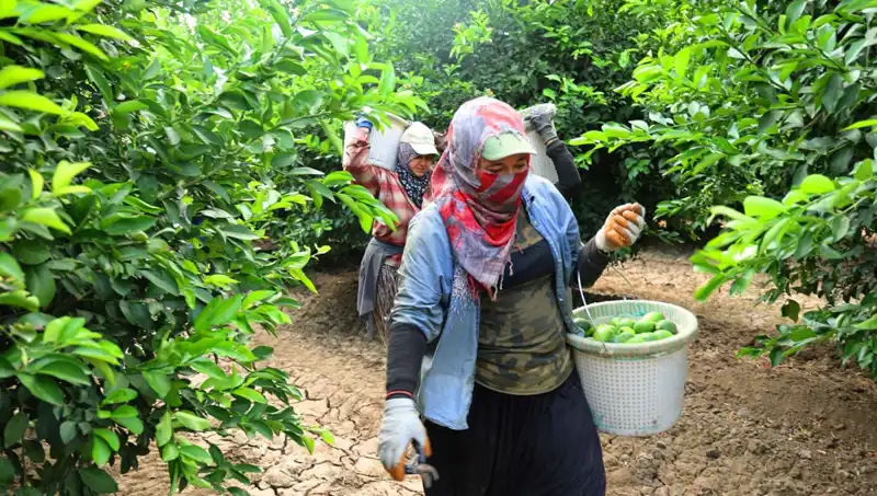 Marketlerde Patates Fiyatları Düşüyor: Yeni Hasat Başladı