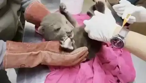 Karabük'te Şaşırtan Gelişme: Yavru Bozayı Ormanda Keşfedildi
