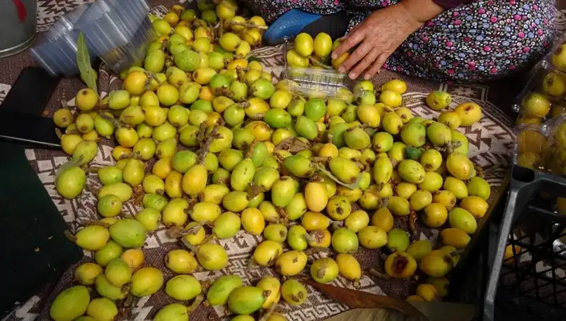 Muşmula Hasadı Başladı: Kilosu 150 TL, Talep Artıyor!