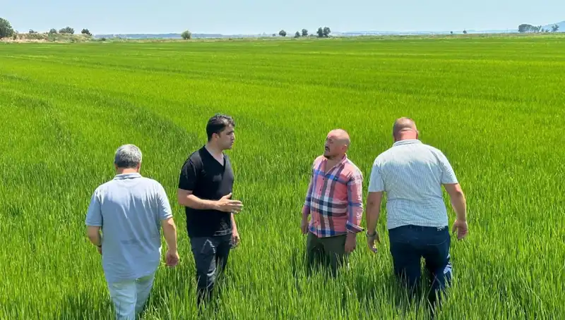 Çeltik Tarlaları Yeşil Deniz Gibi: Rekor Hasat Beklentisi Ses Getiriyor!