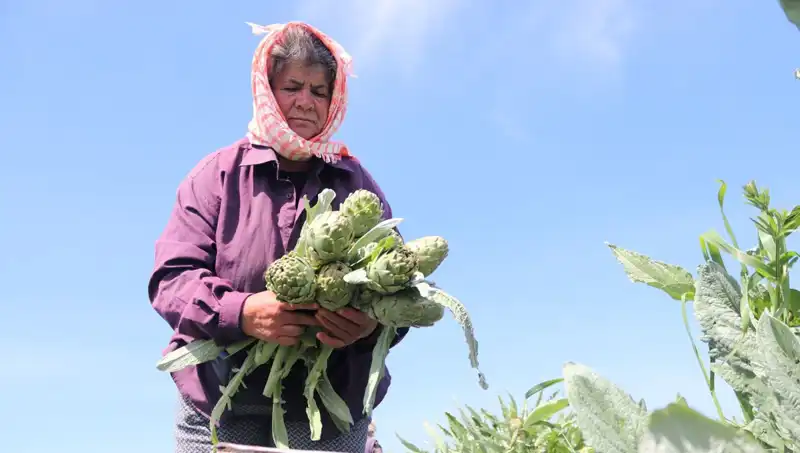 Taze Sebzelerin Fiyatları: Tezgah Hızla Yükseliyor!