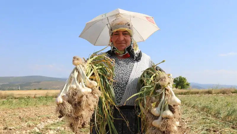 Kavurucu Sıcaklıkta Çalışanlar: Günde 1200 TL Gelir Elde Edenler