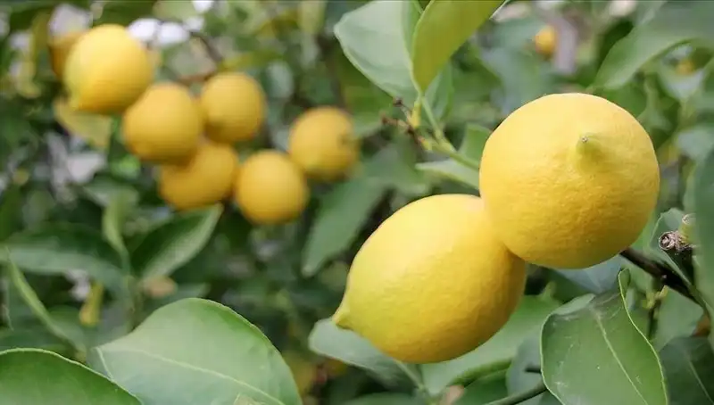 Limonun Fiyatı Dudağımızda: 24 Lira ile Rekor Kırıyor!