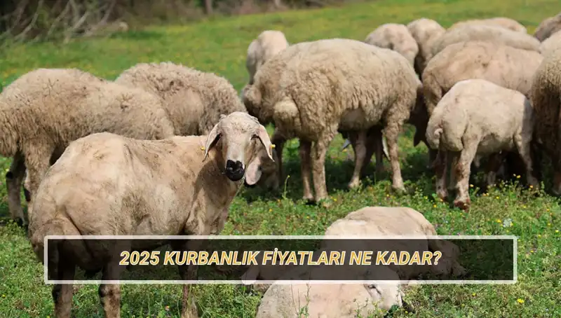 2025 Kurbanlık Fiyatları: Büyükbaş ve Küçükbaş Kurban Seçenekleri