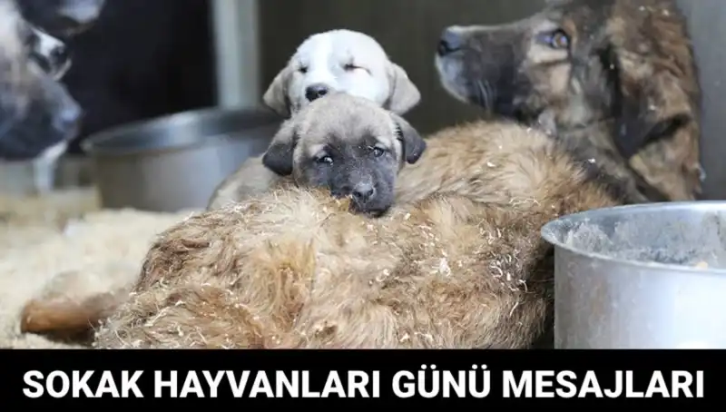 Dünya Sokak Hayvanları Günü 2023: Anlamı ve Önemi Nedir?