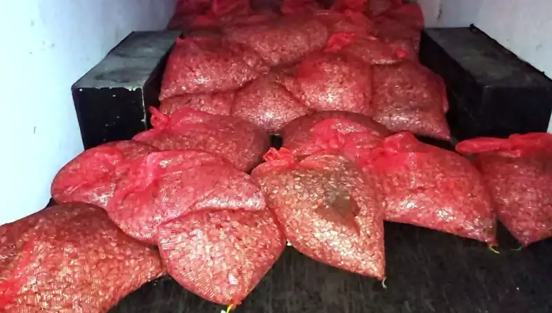 Samsun’da 1,5 Ton Kaçak Midye Operasyonu: Sağlık Riski ve Ceza Miktarları
