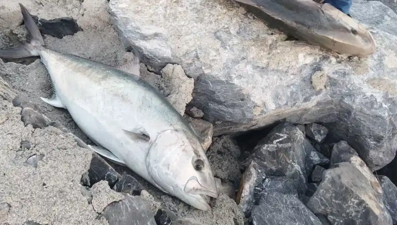 En Büyük Balık Avı: 65 Kilo Oltayla Yakalandı ve 18 Bin TL'ye Satıldı!