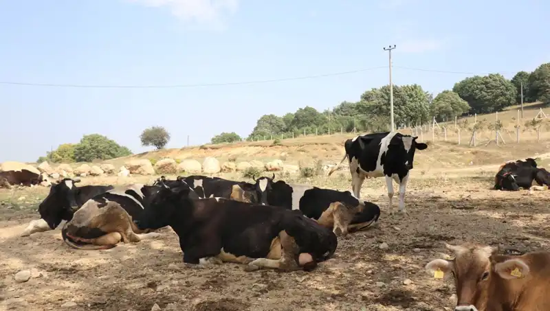Şap Hastalığına Karşı Mücadele: 22 Köyde Giriş ve Çıkış Kısıtlaması Uygulandı