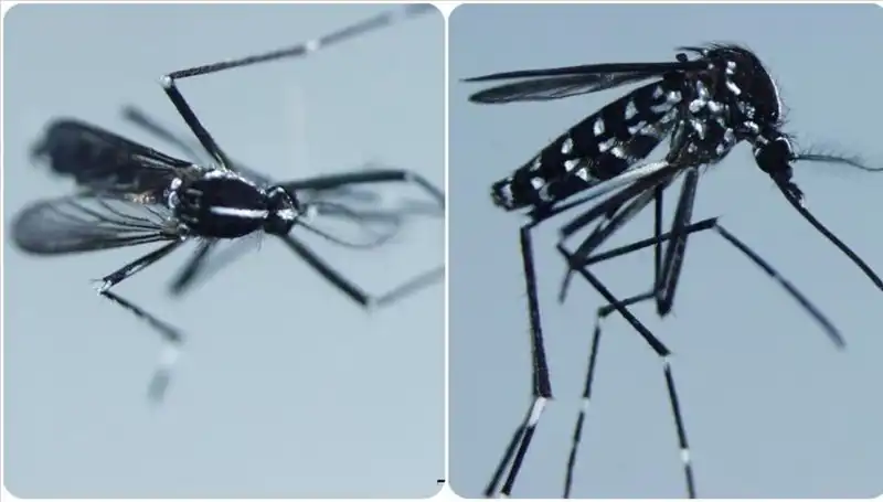 Chikungunya Virüsü: Belirtileri ve Yayılma Alanları Hakkında Bilmeniz Gerekenler