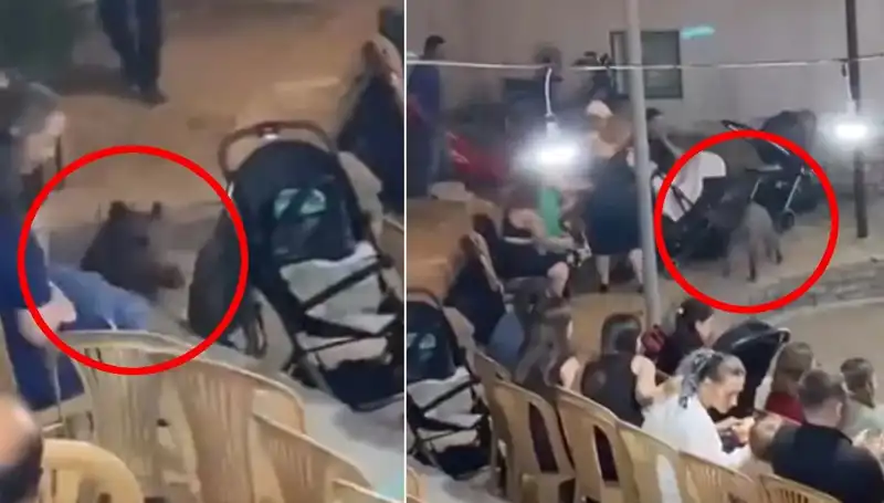Düğün Törenine Aniden Gelen Yaban Domuzu Tepkileri Eşsiz Kıldı