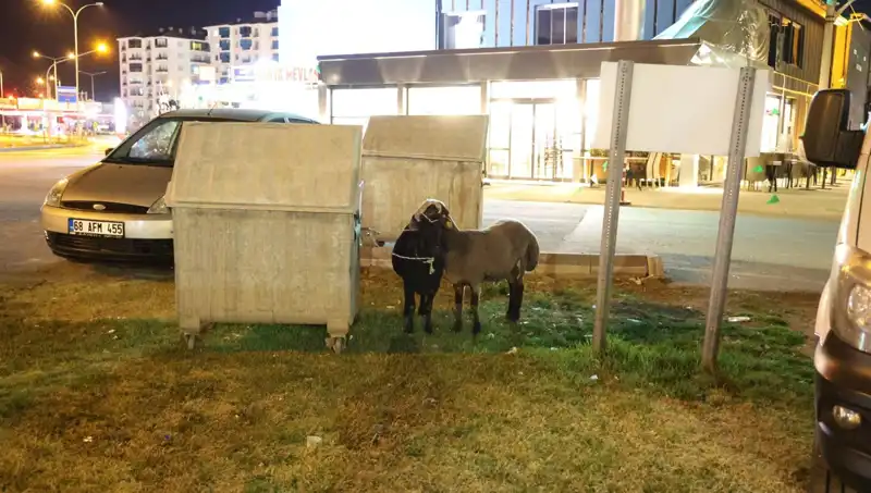 Mor Karaman Koyunları: Yolda Bırakılmış, Gelecekleri Tehlikede!