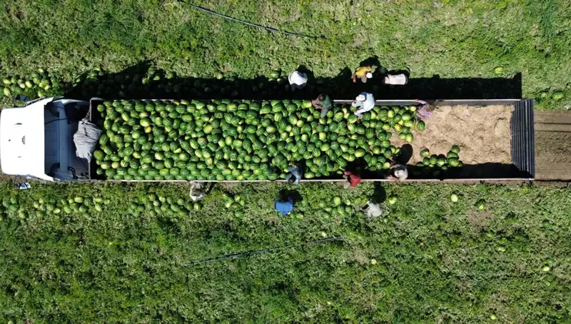 Bafra Ovası'nda Tarihi Karpuz Rekoltesi Bekleniyor: 94 Bin 500 Ton!